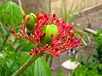 tropical flower