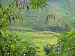 landscape with rice terraces, paddy fields