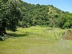 paddy field, wet rice