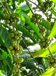 coffee beans on the tree