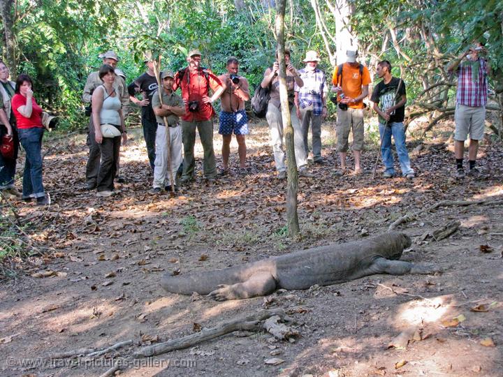 Komodo Dragon close encounters