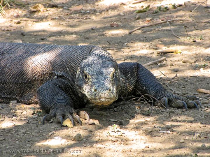 Komodo dragon (Varanus komodoensis)