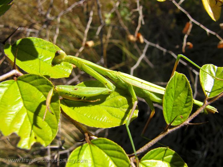 a large grasshopper