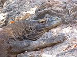 Komodo dragon (Varanus komodoensis)