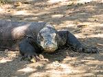 Komodo dragon (Varanus komodoensis)