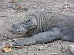 Komodo dragon (Varanus komodoensis)