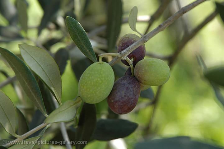 olive oil in the making