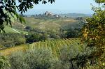 the countryside around town, vineyards and olive groves