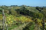 the countryside around town, vineyards and olive groves