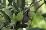 olive oil in the making