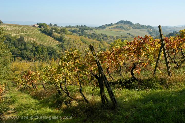 a vineyard, hills of Tuscany