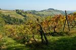 a vineyard, hills of Tuscany