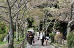 Sakura, cherry spring blossom at the philosophers walk