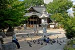feeding the pigeons at a small temple