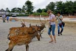 deer are roaming the temple grounds