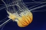 Jellyfish at the Kaiyukan Aquarium