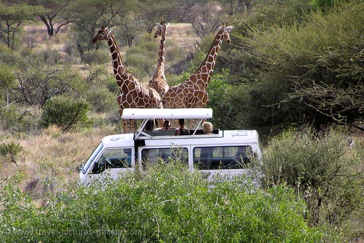 safari in Samburu National Park, watching giraffe