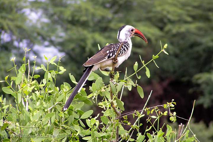 Red-billed Hornbill (Tockus erythrorhynchus), Bucerotidae, Samburu N.P.