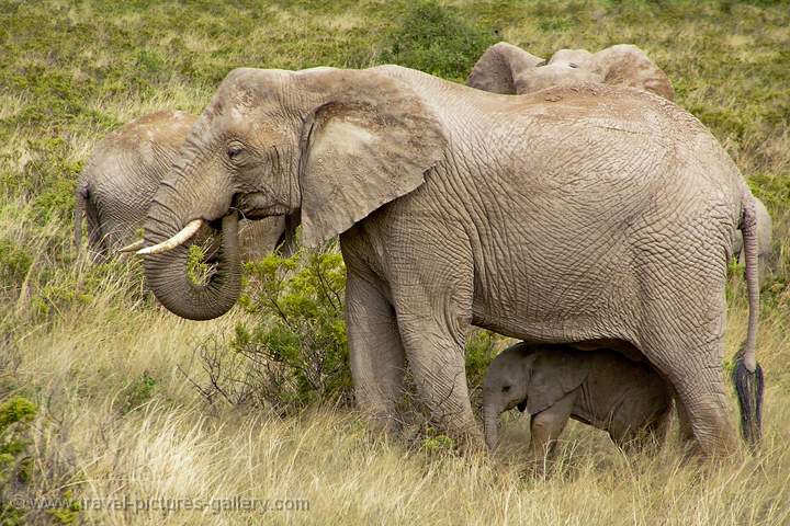 elephants with young, Samburu N.P.