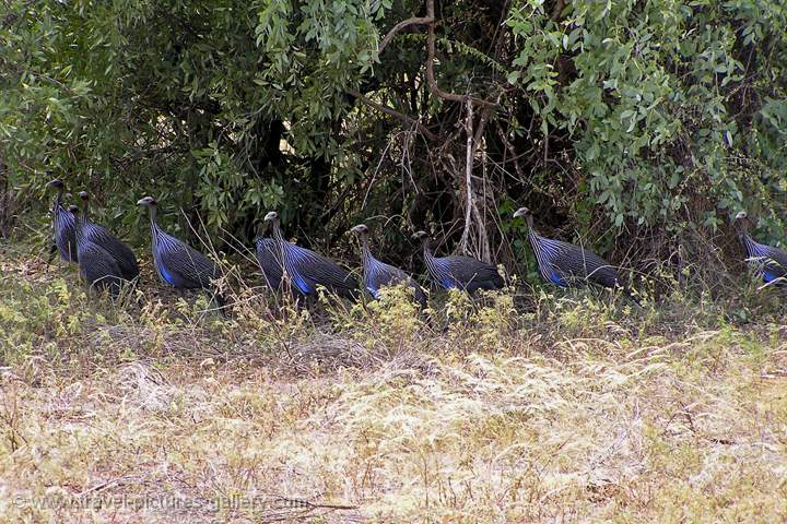 jungle fowl, Samburu N.P.