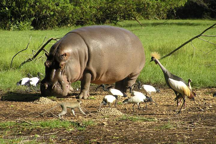 a hippo with cranes, Haller Park, Mombasa