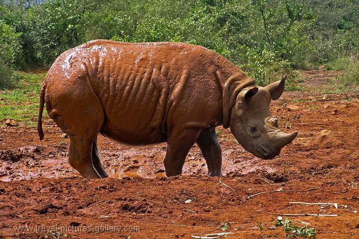 rhino after a mud bath, David Sheldrick Trust, Nairobi