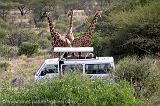 Pictures of Kenya by Heleen - safari in Samburu N.P., giraffe