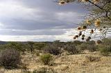 Pictures of Kenya by Heleen - safari in Samburu N.P.