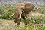 elephant, tusker, in Samburu N.P.
