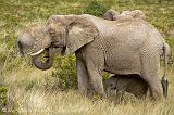 elephants with young, Samburu N.P.