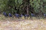jungle fowl, Samburu N.P.