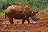 rhino after a mud bath, David Sheldrick Trust, Nairobi,