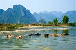 water buffalo taking a bath, Nam Song River