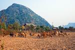 cattle on a stubble field, dry season