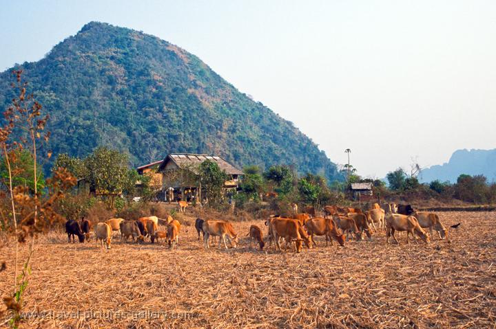 cattle on a stubble field, dry season