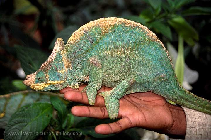 Parsons Chameleon (Chamaeleo parsonii), Ranomafana N.P.