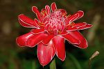 Pictures of Trinidad - Asa Wright Nature Centre