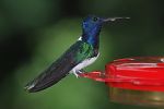 Pictures of Trinidad & Tobago