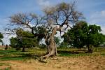 a gnarled old tree