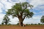 admiring a huge Baobab tree
