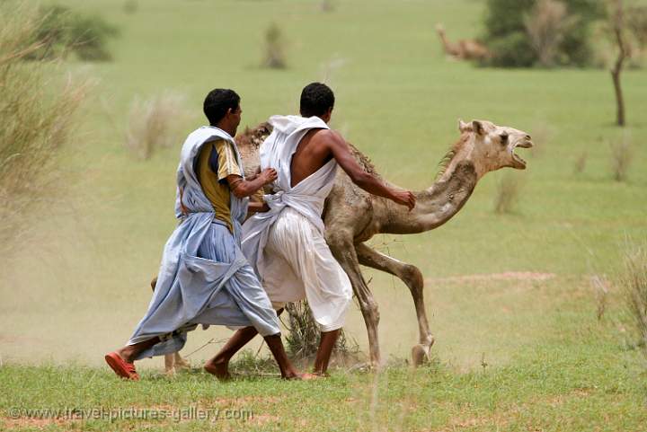 men catching a young camel