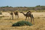 roaming camels in the south