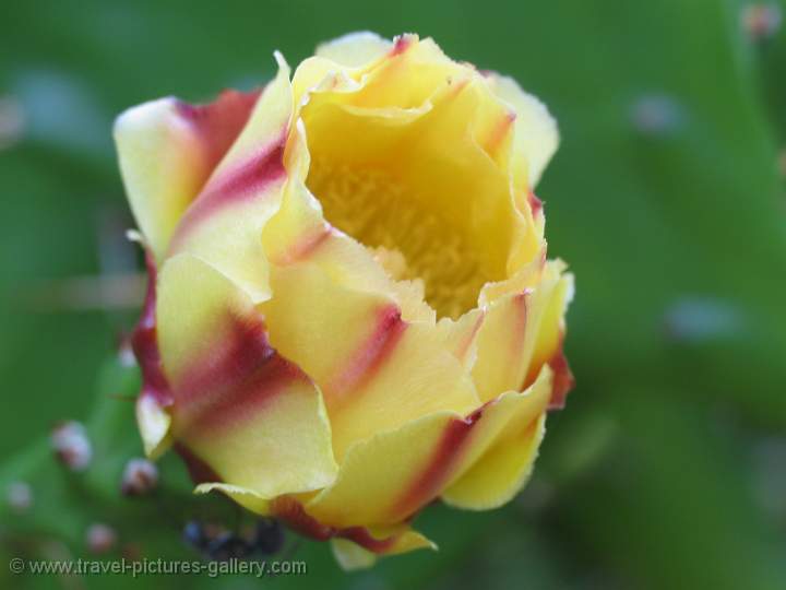 Travel Pictures Gallery Mozambique0054 cactus flower