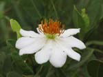 tropical flower