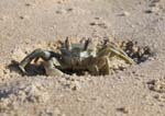 Pictures of Mozambique - crab, Morongulo