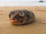 spiky fish on the beach, Inhaca island
