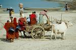 monks boarding an ox cart, local transport