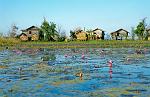 water lilies, houses on stilts