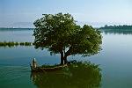 boat and tree on the Taungthaman Lake