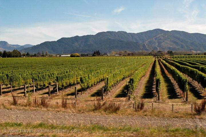 vineyards, wine country near Nelson